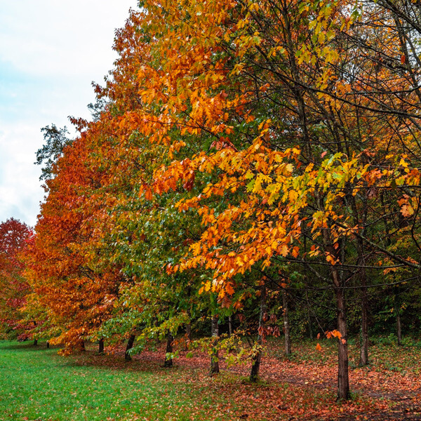 entrer dans l'automne